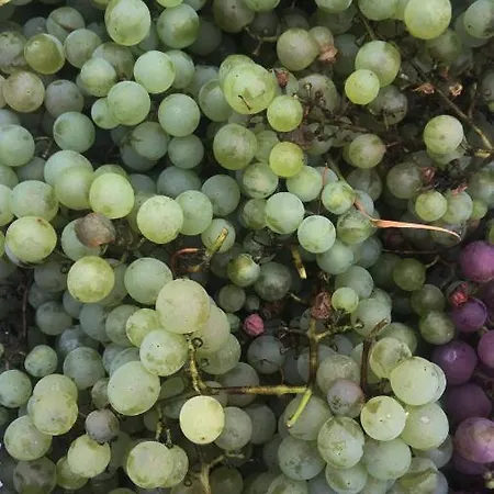 Schlossberg & Garten In Der & Unweit Vom 