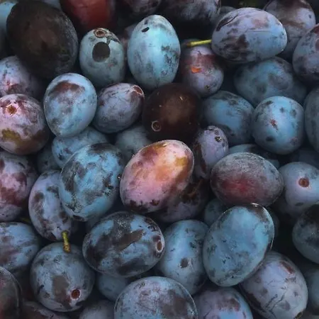 Apartment Schlossberg & Garten In Der & Unweit Vom 