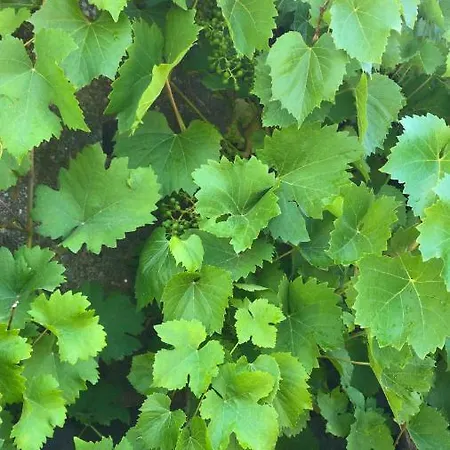 Apartment Schlossberg & Garten In Der & Unweit Vom 