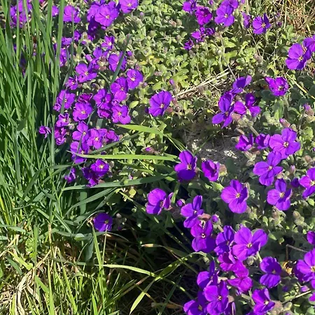 Apartment Schlossberg & Garten In Der & Unweit Vom 