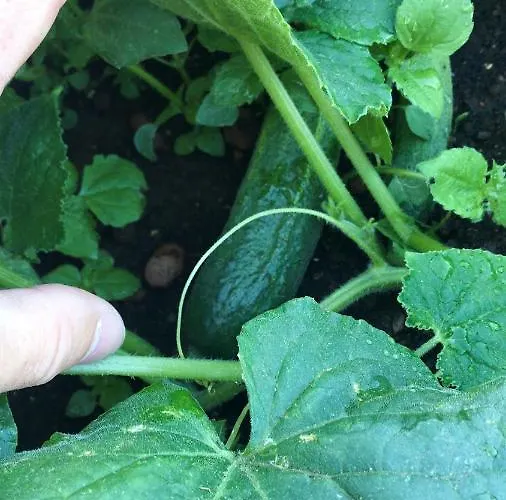 Apartament Schlossberg & Garten In Der & Unweit Vom 