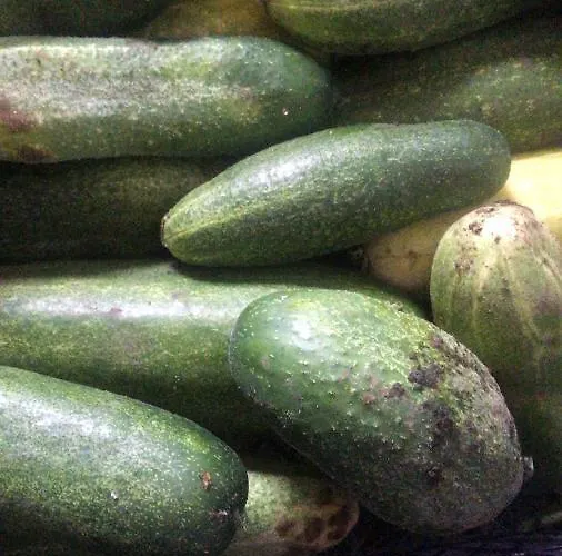 Schlossberg & Garten In Der & Unweit Vom 