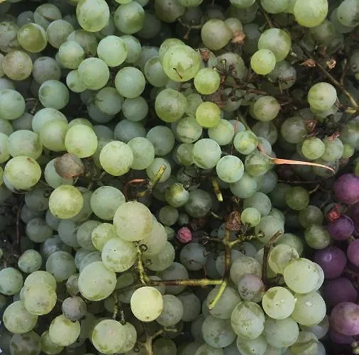 Schlossberg & Garten In Der & Unweit Vom 