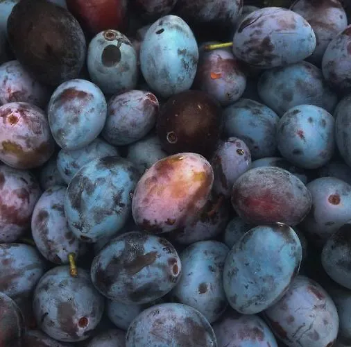 Appartement Schlossberg & Garten In Der & Unweit Vom 