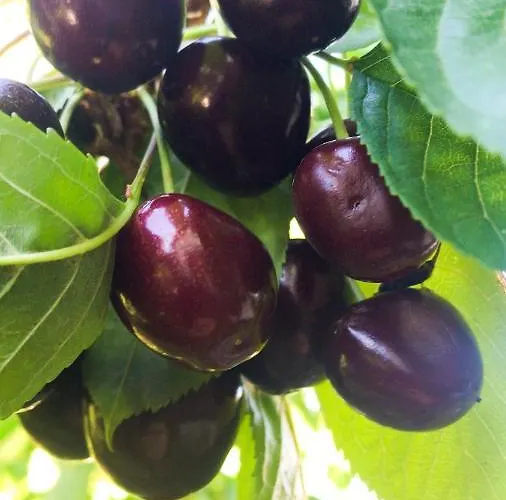 Schlossberg & Garten In Der & Unweit Vom 