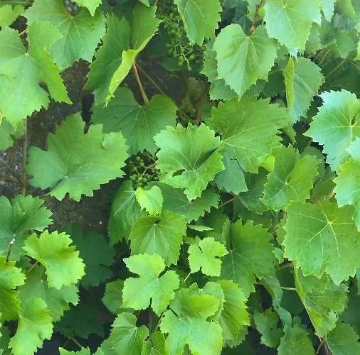 Apartament Schlossberg & Garten In Der & Unweit Vom 